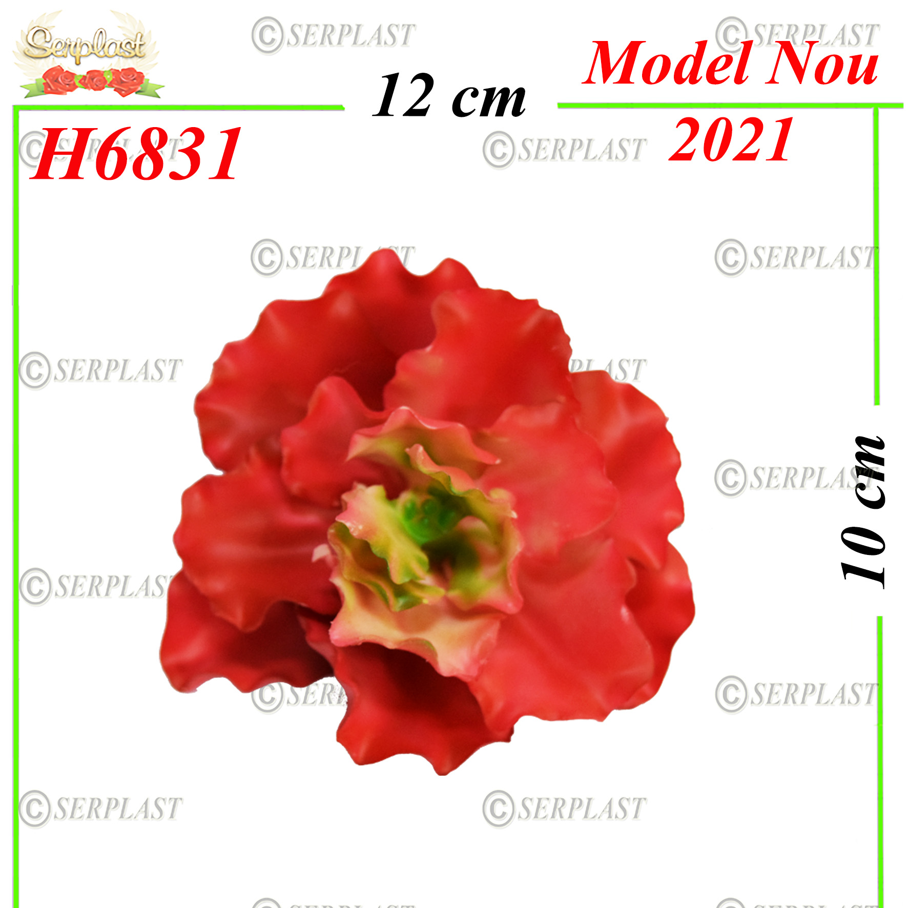 H6831 Succulent